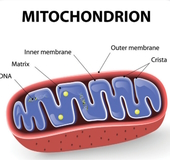 Chlorophyllin Shields Mitochondria